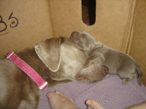 bella_and_baby.jpg