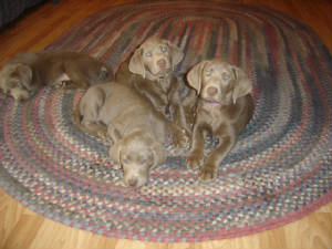 bellapups.jpg
