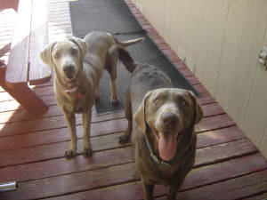 dogs12.jpg