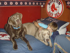 dogsinbed1.jpg