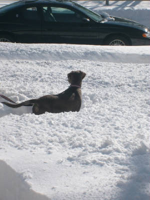 izzysfirstsnow.jpg