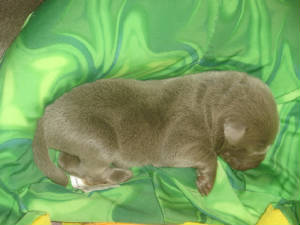 puppies_1.jpg