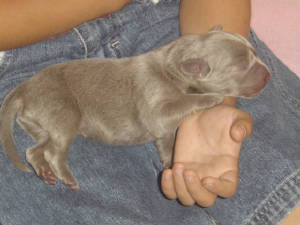 puppies_5.jpg