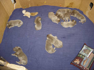puppiesallaround.jpg