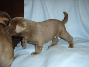 puppiesm3.jpg