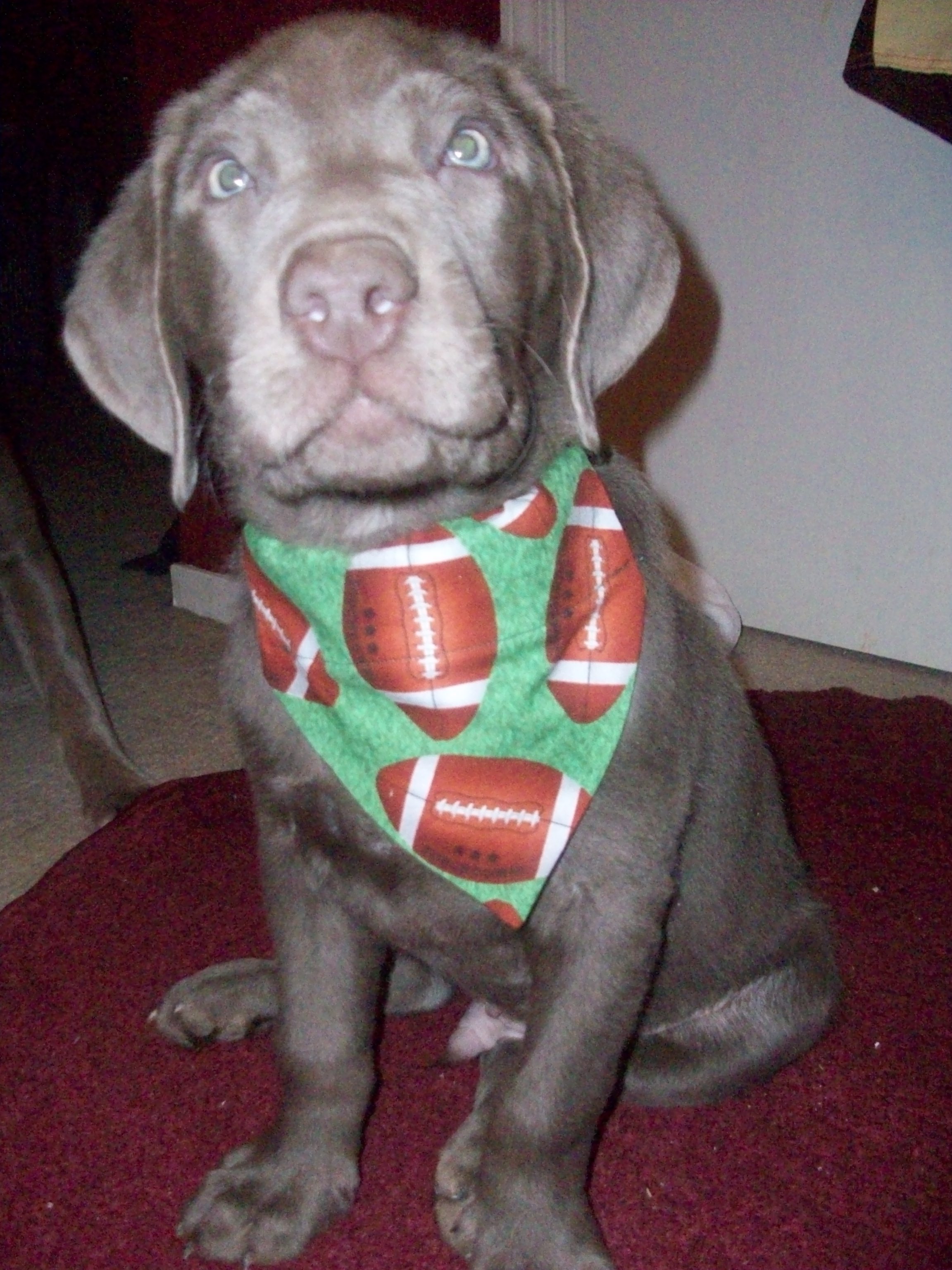 mydogs031.jpg