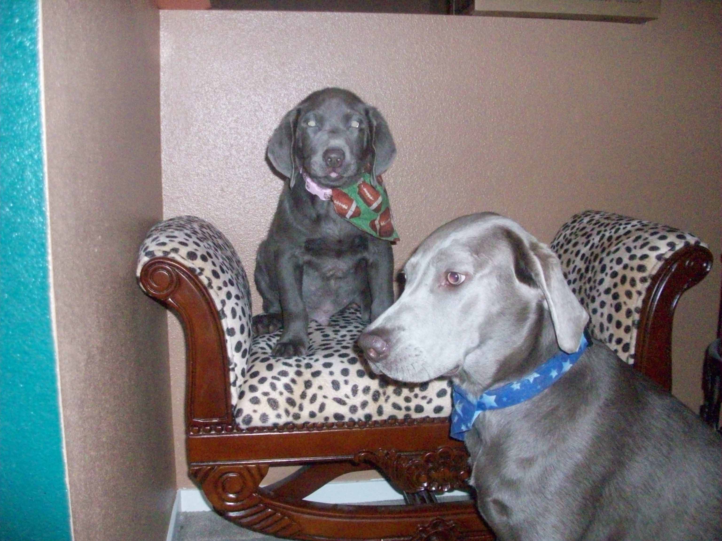 mydogs1.jpg